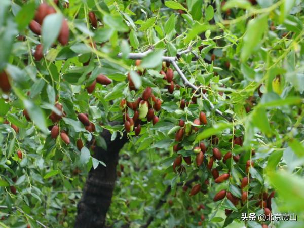 “棗”等您來！房山這裡3000畝菱棗熟啦！