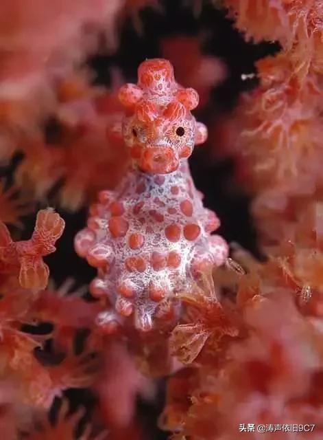 分享—奇特的動物(一) 分享—奇特的動物(一)