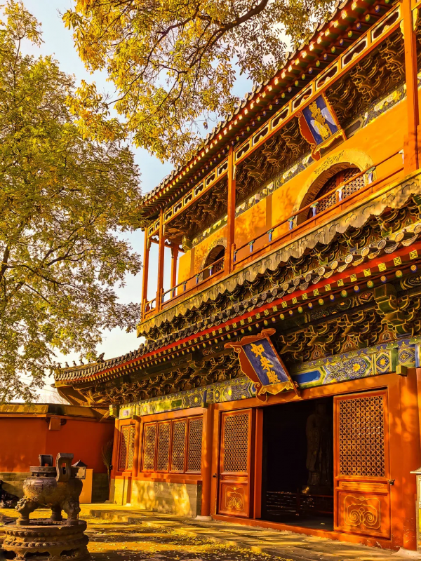 在北京過個秋天，立刻退掉了去騰衝的機票