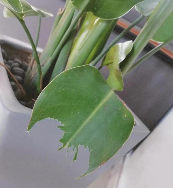 我們的小可愛~小叮噹出場啦 我們的小可愛~小叮噹出場啦