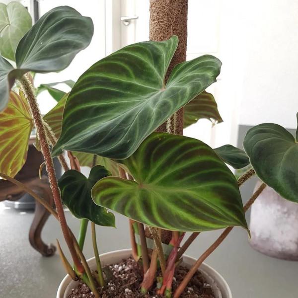 絨布質感的大葉子,愛了 絨布質感的大葉子,愛了