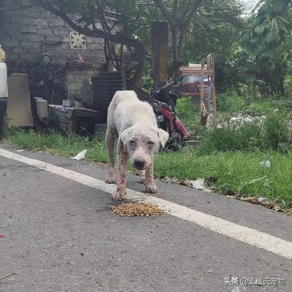 撿到一個禿毛流浪狗,才3個多月,它就變超甜大白... 撿到一個禿毛流浪狗,才3個多月,它就變超甜大白...