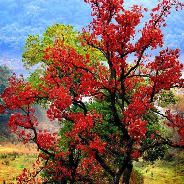 秋天的美景，真迷人