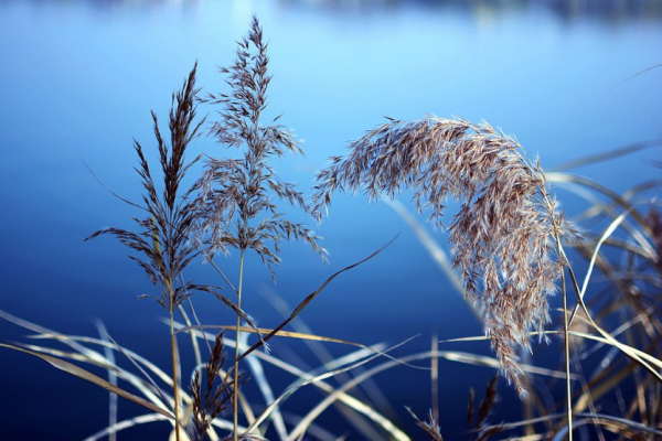 「詩詞鑑賞」遇見初冬,十首初冬的詩詞,遇見初冬別樣的美 「詩詞鑑賞」遇見初冬,十首初冬的詩詞,遇見初冬別樣的美