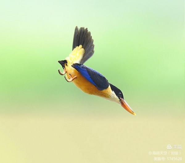 自然界中最美的鳥兒之一藍翡翠