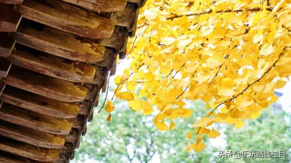 山明水淨夜來霜，數樹深紅出淺黃，臨海終於到了最美的時節