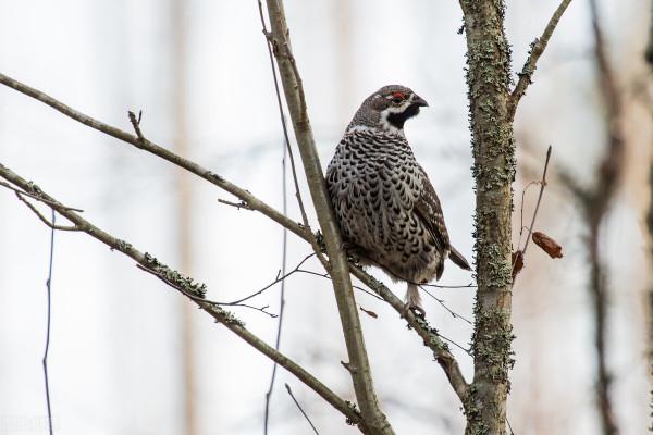 同住地球村，我們是一家人，這些野保動物您見過嗎（2）