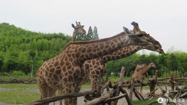 人生只合住湖州!景美,好吃,消費低!記3天2晚慢生活之旅 人生只合住湖州!景美,好吃,消費低!記3天2晚慢生活之旅