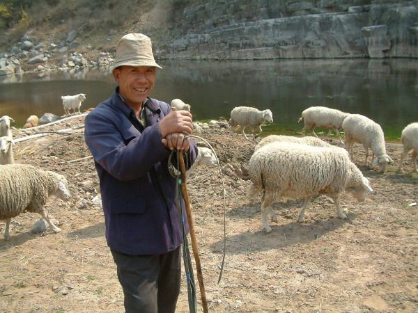 農村總是選擇在下午放羊,是習慣還是科學?放羊娃說出了原因 農村總是選擇在下午放羊,是習慣還是科學?放羊娃說出了原因