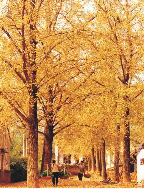 銀杏長廊,燦燦金黃 銀杏長廊,燦燦金黃