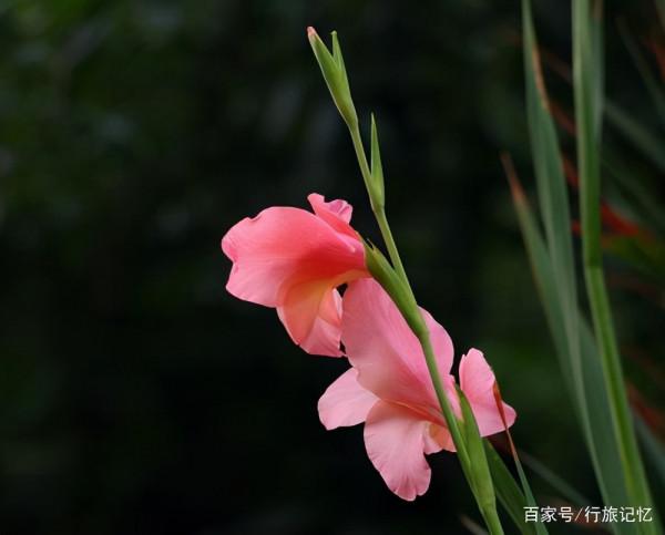 寓意“節節高升”的這個花，還清雅秀美呢