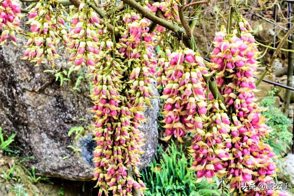 高州仙人洞景區禾雀花開啦!一年春景莫錯過,醉是花開好看時 高州仙人洞景區禾雀花開啦!一年春景莫錯過,醉是花開好看時
