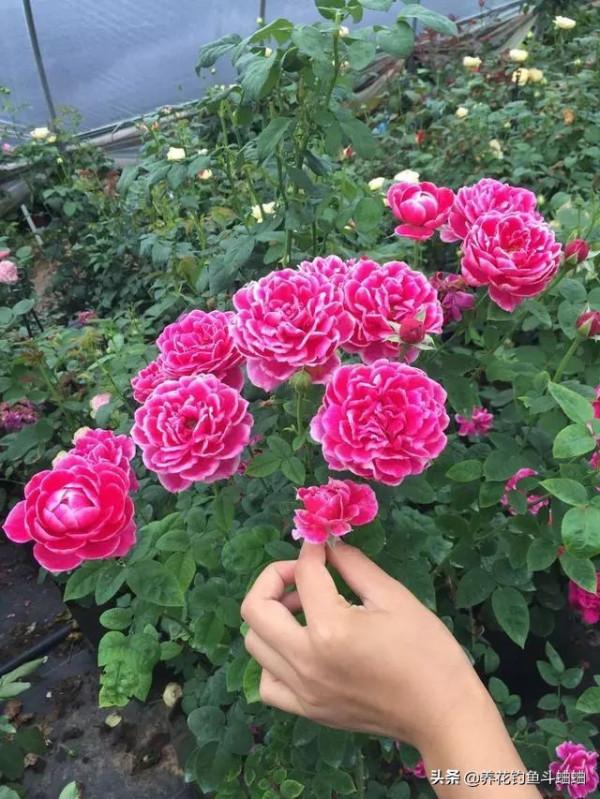 新手總養不好月季，就是因為這三動作“太勤快”，糾正就能爆盆了