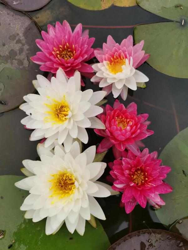 耐寒睡蓮如何管理保證花量不減少