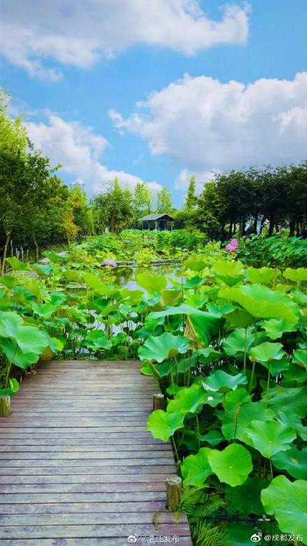 溫江這些賞荷勝地,驚豔整個夏天 溫江這些賞荷勝地,驚豔整個夏天
