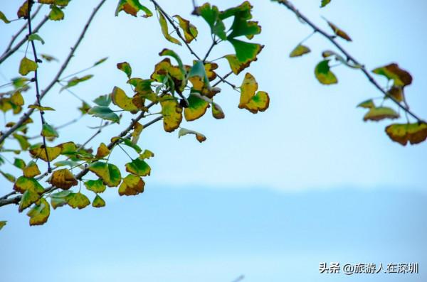 從廣東南雄出發,去看有1680多年的最美銀杏林,這裡全攻略如何玩 從廣東南雄出發,去看有1680多年的最美銀杏林,這裡全攻略如何玩