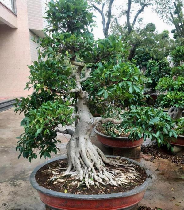 “榕樹盆栽”愛落葉？注意“6點”，榕樹枝繁葉茂，葉片綠油油的