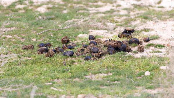 果農自制有機肥,先別急著發酵!這麼多型別,快看看哪種最適合 果農自制有機肥,先別急著發酵!這麼多型別,快看看哪種最適合