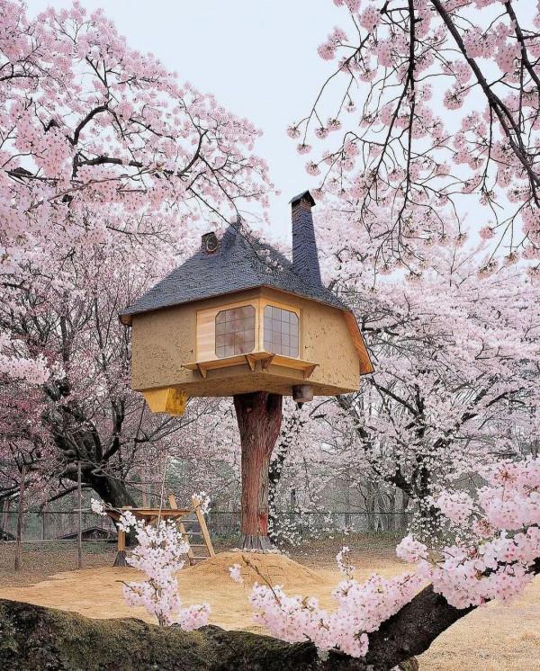 櫻花下的日本茶館