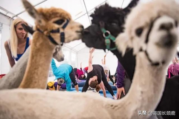 羊駝可以治療焦慮症？英國各地的動物解壓法真的可行