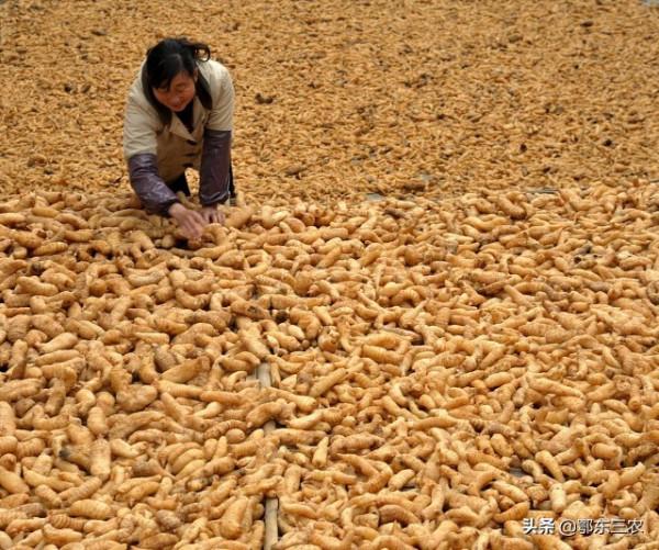 一位農民種5畝地，年收入10萬以上，一年旅遊4次，是怎樣做到的