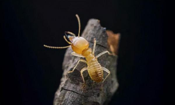害堤生物鑑定 害堤生物鑑定