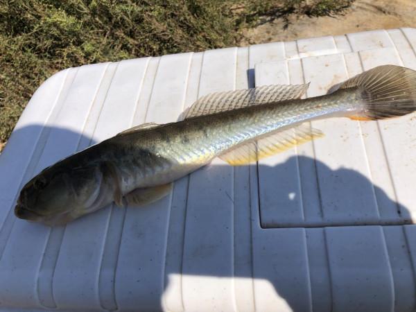 今年的楞巴魚咬口季，我還是溜達釣，這一箱子魚獲真過癮