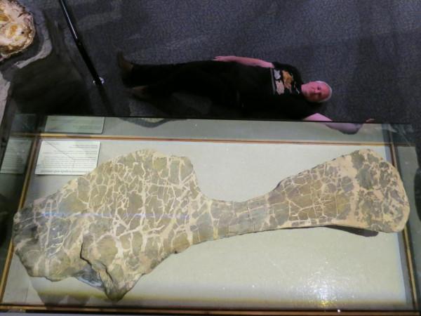 體長或可達42米！超龍最新體型資料，這是史上最大的恐龍嗎？