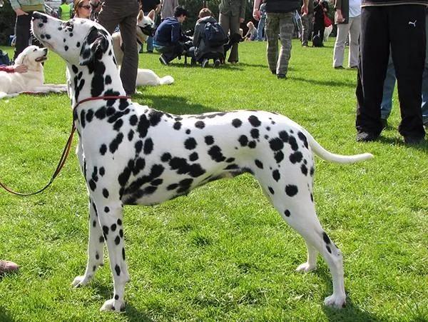 盤點5種跑的最快的狗狗