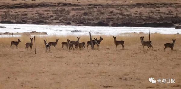 組圖｜“呆萌”狍鹿在祁連山境內上線啦