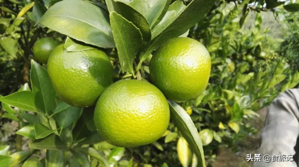 沒想到這麼不起眼的綠皮柑，口感竟然這麼神仙