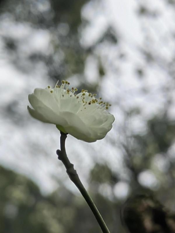 放棄午休去公園打卡