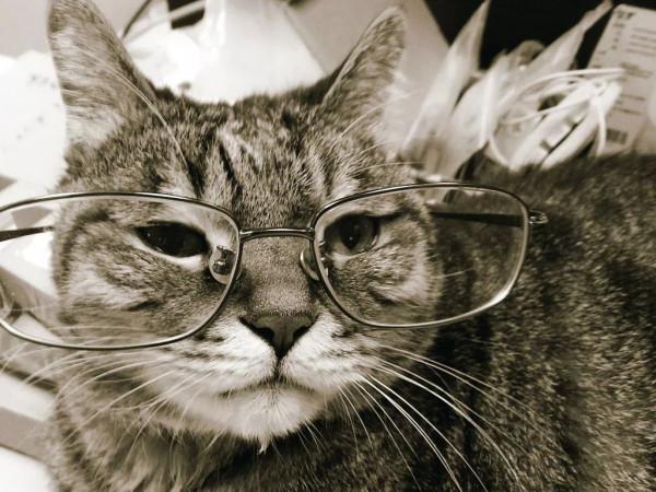 貓咪1歲=人的7歲,早已是過去式,附上最新的年齡換算表 貓咪1歲=人的7歲,早已是過去式,附上最新的年齡換算表