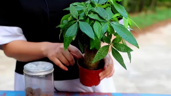 6種花，秋天要“窮養”，用小盆、少澆水，別動盆