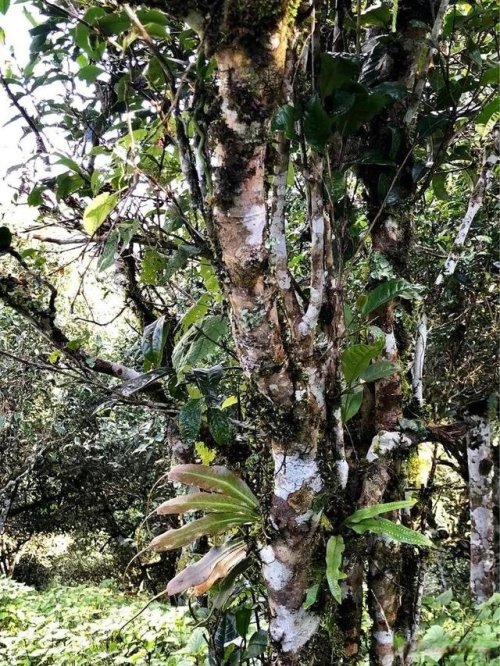 「普洱茶山行」乾貨分享賀開古樹普洱茶蘭香撲面何處來? 「普洱茶山行」乾貨分享賀開古樹普洱茶蘭香撲面何處來?