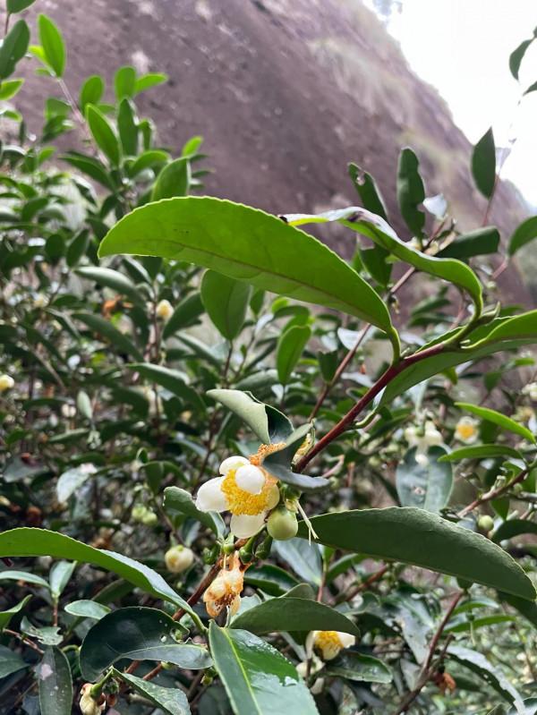 小姐姐們一起走進武夷山正巖茶產區