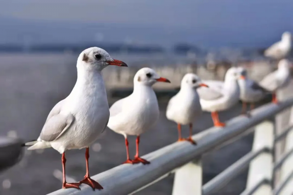 曾破吉尼斯世界紀錄！80萬畝花海齊綻放！這裡藏著國內最早的春天