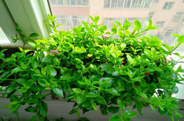 人養花,花亦養人!家居盆花20種,漂亮又實用,總有一款你喜歡 人養花,花亦養人!家居盆花20種,漂亮又實用,總有一款你喜歡