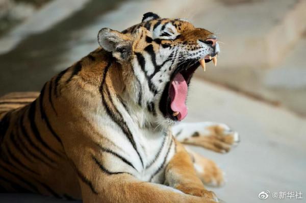 “秋老虎”來了