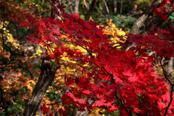 國慶賞秋該去哪?遼寧這6處景點千萬不能錯過,個個不輸北京香山 國慶賞秋該去哪?遼寧這6處景點千萬不能錯過,個個不輸北京香山