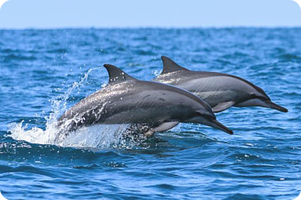 這種生物吞嚥空氣就能放屁，用屁聲與同伴交流