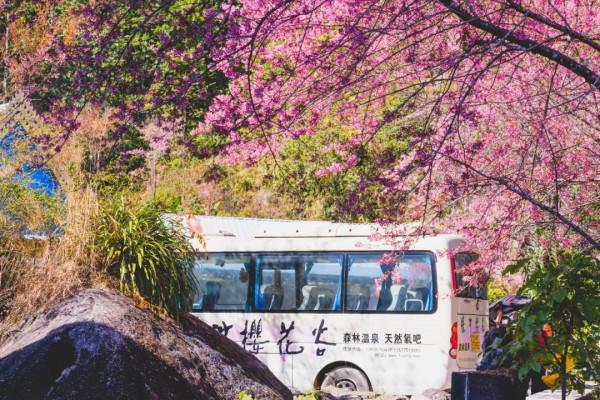 冬日騰衝,方圓十里有花香 冬日騰衝,方圓十里有花香