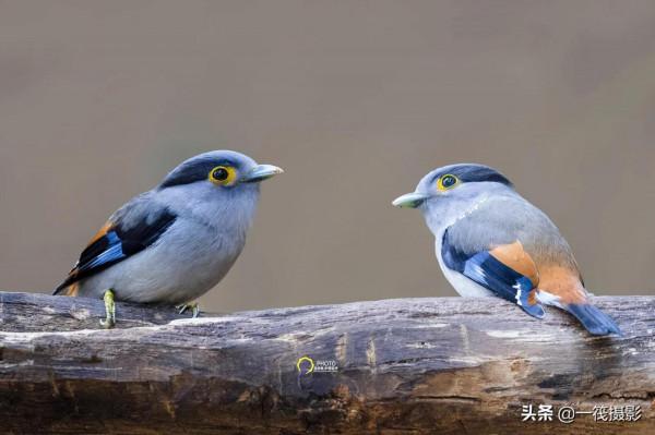鳥兒美成雙。杭州翁劍敏/攝影 鳥兒美成雙。杭州翁劍敏/攝影