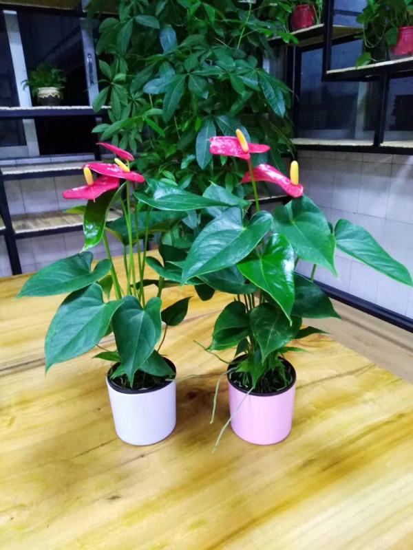 客廳想養“健康花”,建議從這12種裡面選,不僅養人,還大氣吉祥 客廳想養“健康花”,建議從這12種裡面選,不僅養人,還大氣吉祥