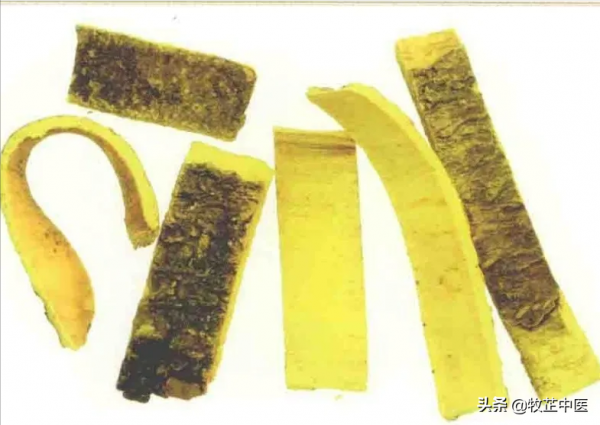 中藥小故事——黃柏