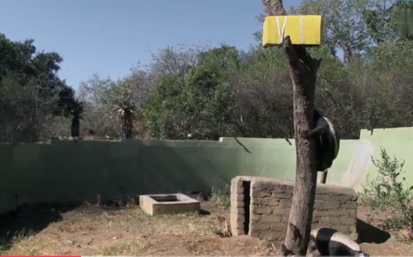 永不服輸的蜜獾，曾經有一個保護區飼養了兩隻，後來怎麼樣了？