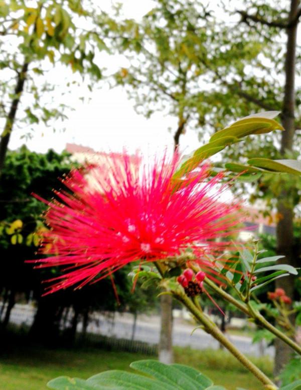 北海散記之花卉篇（下）