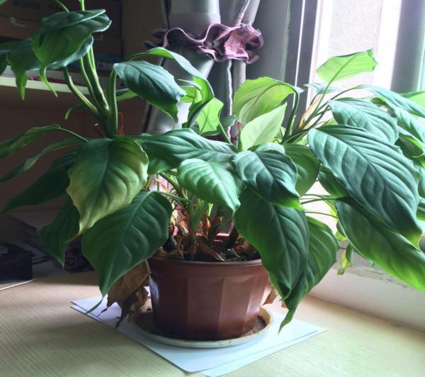 澆花，用好這4種“水”，效果就像打了激素，刺激植物瘋長