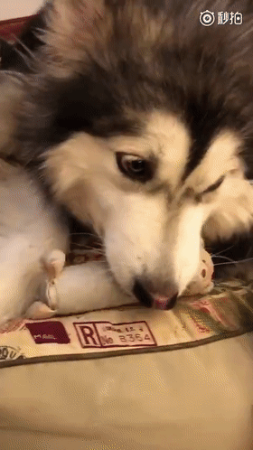 全網最可愛的撕家小公主走了...無數網友悼念:謝謝你治癒過我 全網最可愛的撕家小公主走了...無數網友悼念:謝謝你治癒過我