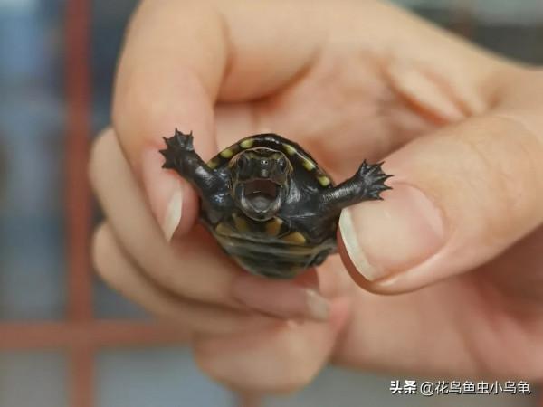 長不大的迷你龜，果核龜